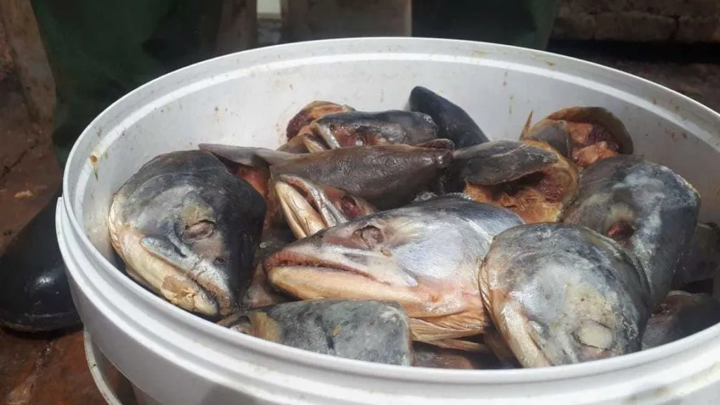 отходы рыбы в Красноярске