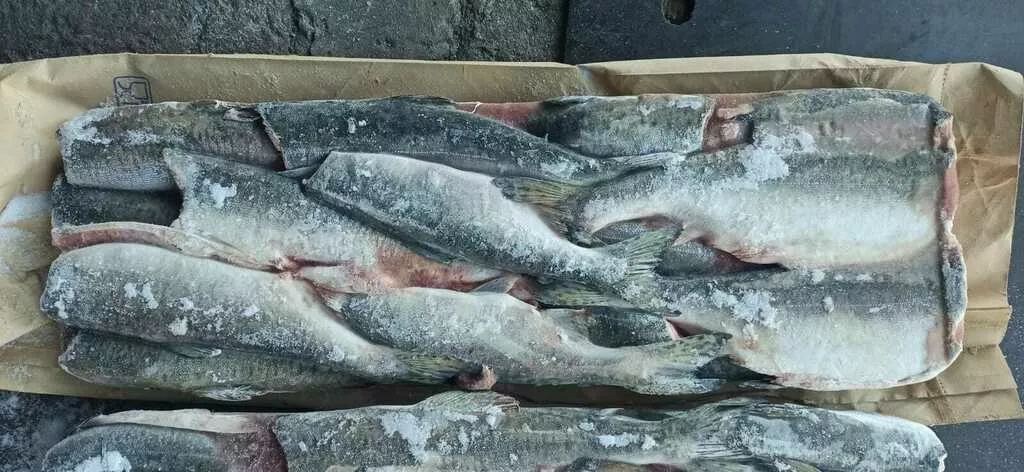 горбуша пбг 1\22 камчат рыба оптом в Красноярске и Красноярском крае