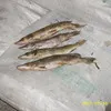 речная рыба оптом в Красноярске 3