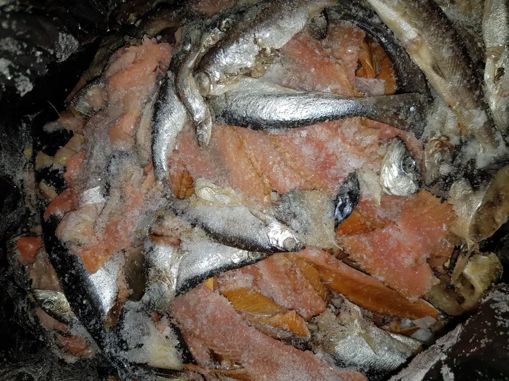 отходы рыбы в Красноярске 4