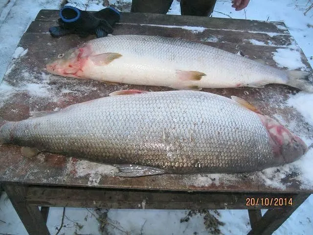Фотография продукта Рыба оптом от рыболовецких хозяйств.