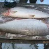 рыба оптом от рыболовецких хозяйств. в Красноярске