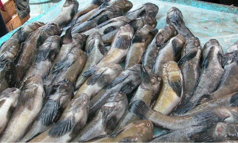 фотография продукта Крымская рыба хамса кефаль рапан катран 